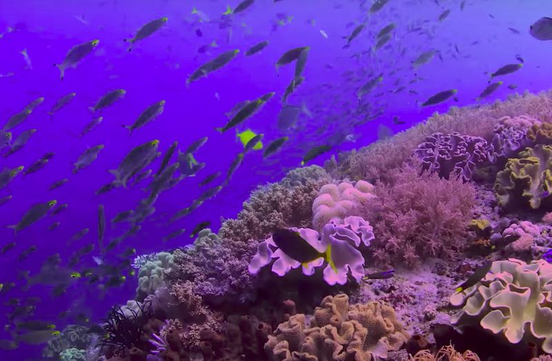 chasing coral der film