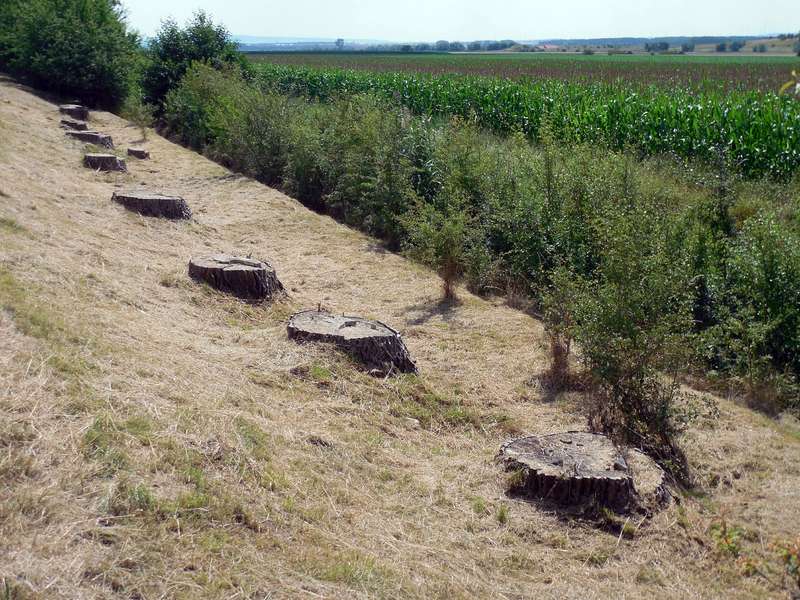 Ernährung und Umweltschutz Abholzung Regenwald für Getreideanbau
