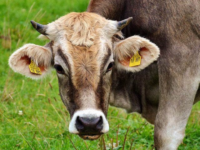 CO2 Bilanz von Umweltschützern - Vegetarisch vegan